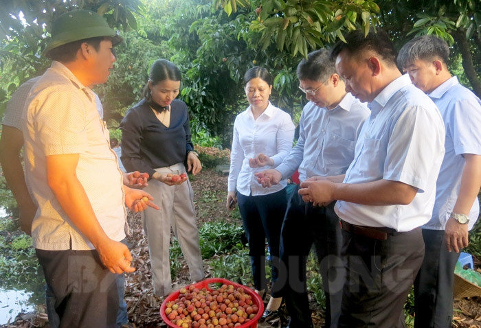 Lychee crop with many new features in Thanh Ha